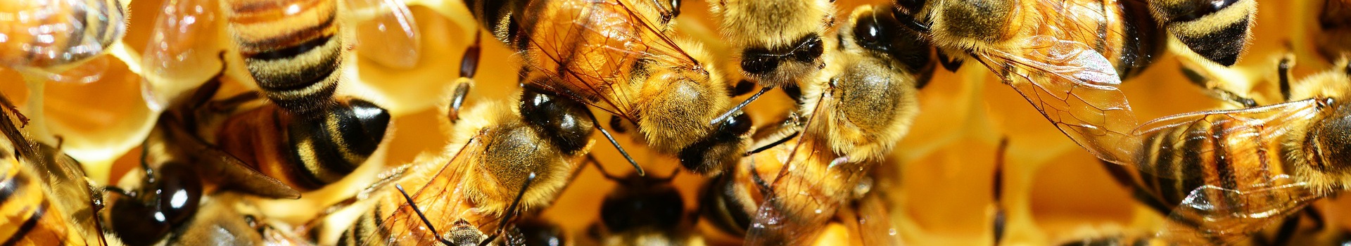 ana arı türleri